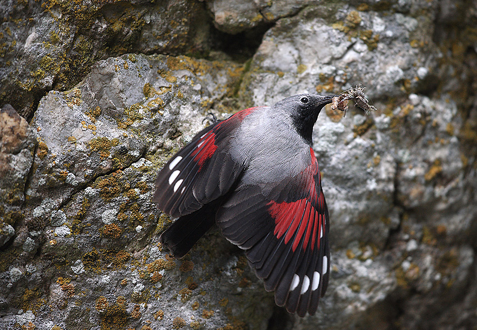 Wallcreeper & Vultures (Bulgaria)